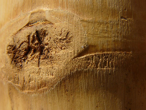[http://www.flickr.com/photos/moimeme/124242867/  Nudo en la Madera]