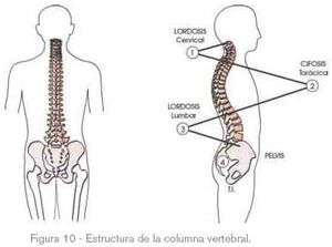 FLC ergonomia 12.jpg