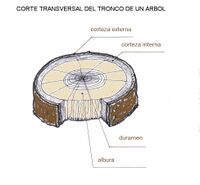 Corte Transv Tronco de Árbol.jpg