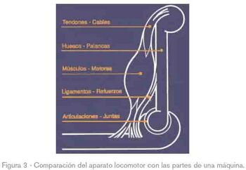 FLC ergonomia 3.jpg