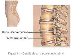 FLC ergonomia 13.jpg