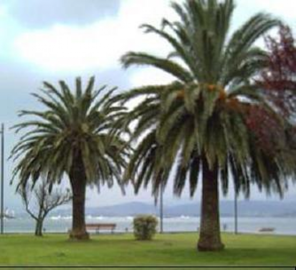 PARQUES Y JARDINES