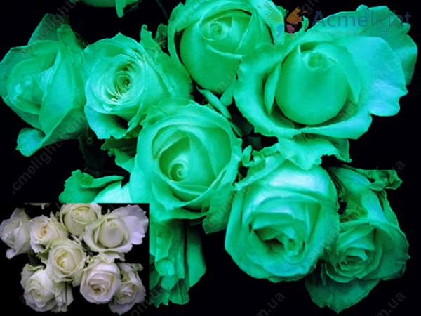 Acmelight Flower